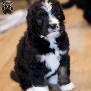 Delta, Bernedoodle Puppy